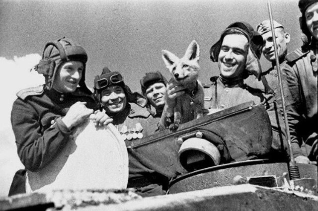    Животные на войне Фото: Telegram-канал «Зоосад "Приамурский"»