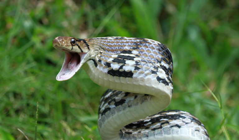    Фото: freepik.com/kuritafsheen77 Александра Горохова