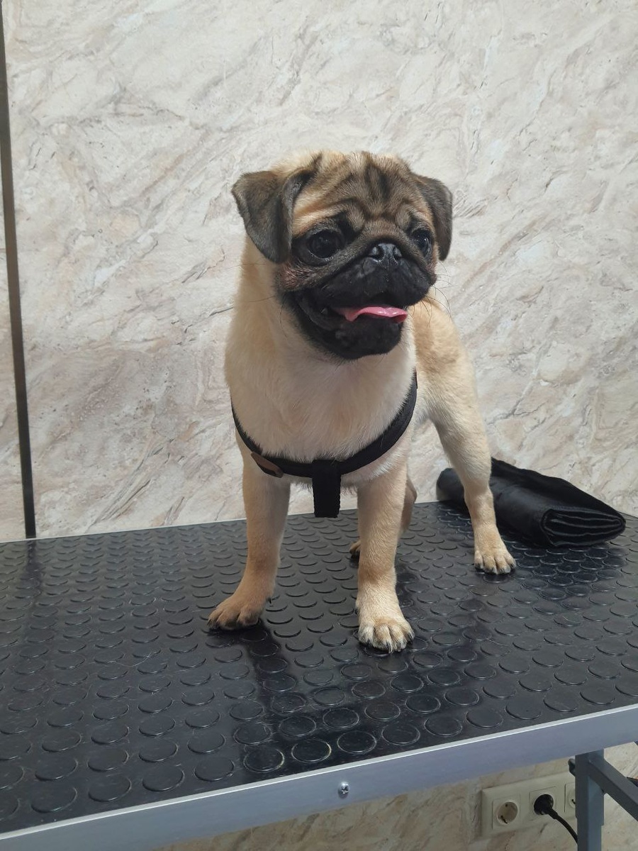 Забота о когтях — неотъемлемая часть здоровья и комфорта вашего питомца. Однако многие владельцы сталкиваются с тем, что взрослые собаки или кошки активно сопротивляются этой процедуре. Причина часто кроется в отсутствии привычки, сформированной в детстве.  Как раннее начало помогает избежать проблем?Щенки и котята более восприимчивы к новому опыту. Если начать аккуратно прикасаться к их лапам и знакомить с когтерезом в первые месяцы жизни, питомец будет воспринимать стрижку как естественную часть ухода. Это снижает стресс и предотвращает агрессию или страх в будущем.  С чего начать?1. Знакомство с лапами. Ежедневно массируйте подушечки и осторожно касайтесь когтей, чтобы питомец привык к тактильному контакту.  2. Демонстрация инструментов. Покажите когтерез, дайте обнюхать, включите звук его работы (например, сожмите и разожмите без стрижки).  3. Первые «тренировочные» стрижки. Укорачивайте всего 1–2 мм когтя, чтобы не задеть живую часть. Поощряйте лакомством и похвалой после каждого успешного шага.  Важные нюансы:- Используйте специализированные инструменты: для мелких пород подойдут ножницы-гильотины, для крупных — триммеры с ограничителем.  - Избегайте спешки. Если питомец нервничает, сделайте перерыв и вернитесь к процедуре позже.  - Регулярность — ключ к успеху. Проводите стрижку каждые 2–3 недели, чтобы поддерживать оптимальную длину когтей.  Что делать, если возникли сложности?Страх или сопротивление — нормальная реакция на незнакомые манипуляции. Никогда не фиксируйте питомца насильно и не ругайте его. Вместо этого разбейте процесс на короткие этапы: сегодня — массаж лап, завтра — знакомство с инструментом, через день — одна «пробная» стрижка.