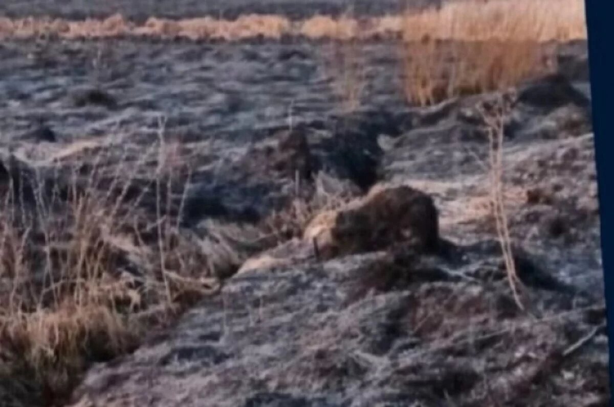    В Ульяновской области за сутки потушили 25 травяных пожаров и 1 техногенный