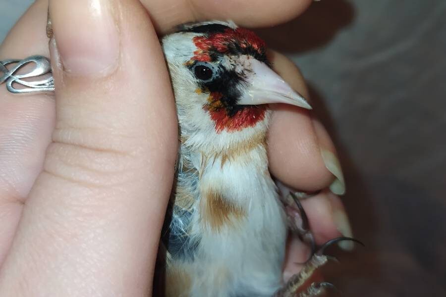 Щегол с повреждениями кожного покрова на лбу
Фото: из личного архива Елены Шерстяных