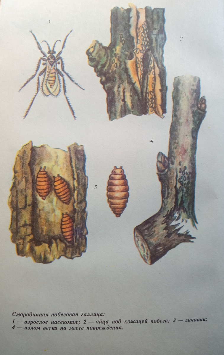 Фото из книги.