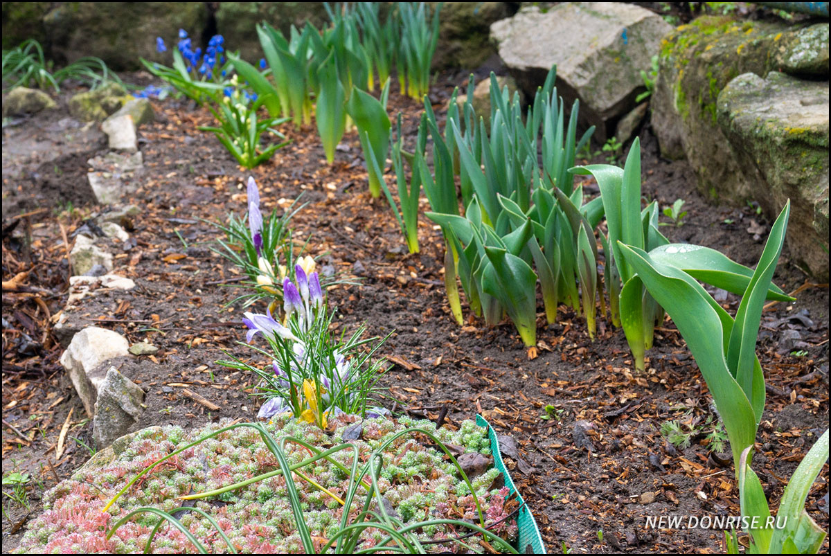 Клумба у дома (листайте!)