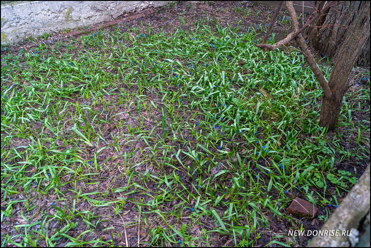 Палисадник