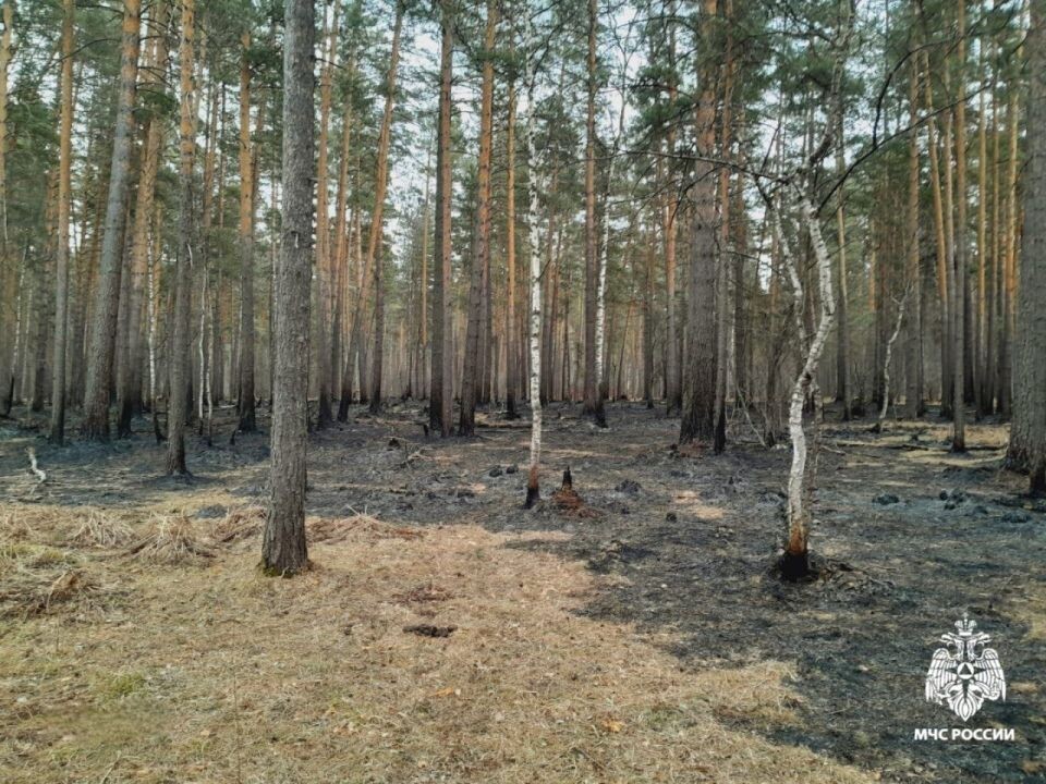    Пожар в Элекмонарском участковом лесничестве. Источник: ГУ МЧС России по Республике Алтай
