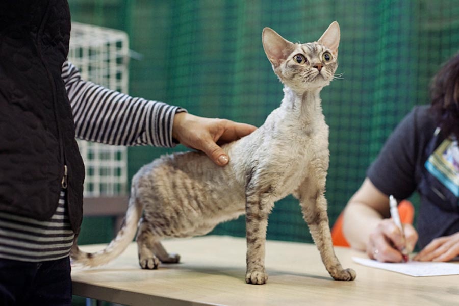 Фото с интернета.