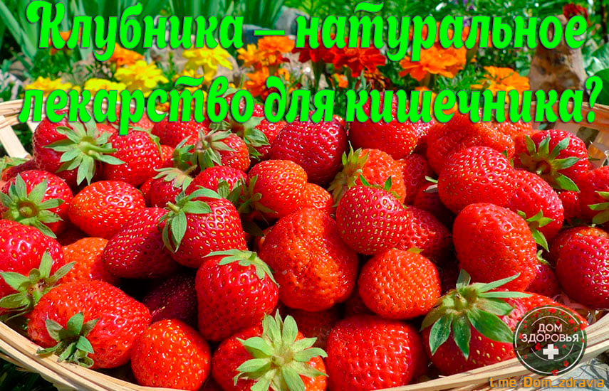 Клубника — натуральное лекарство для кишечника?