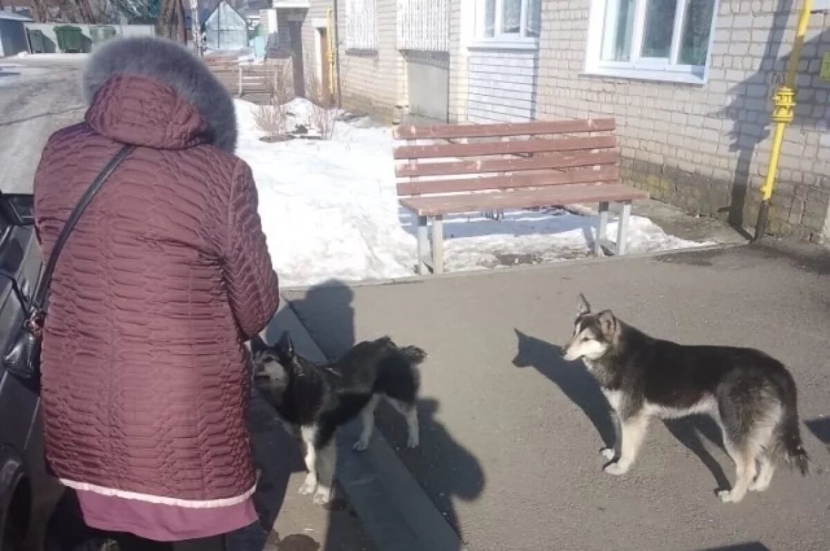    Собаки оказались на улице не сами по себе