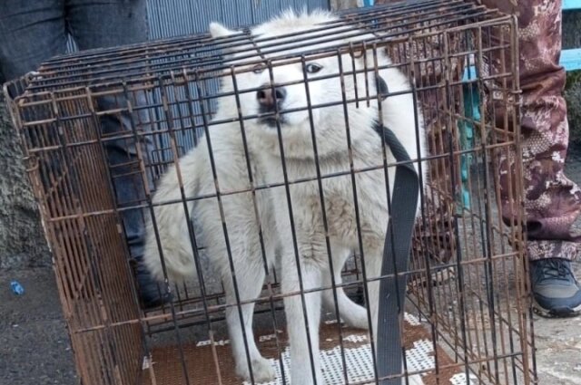    Бездомных собак в Кировской области не так уже мало. Фото: Страница VK главы Яранского района Алёны Трушковой