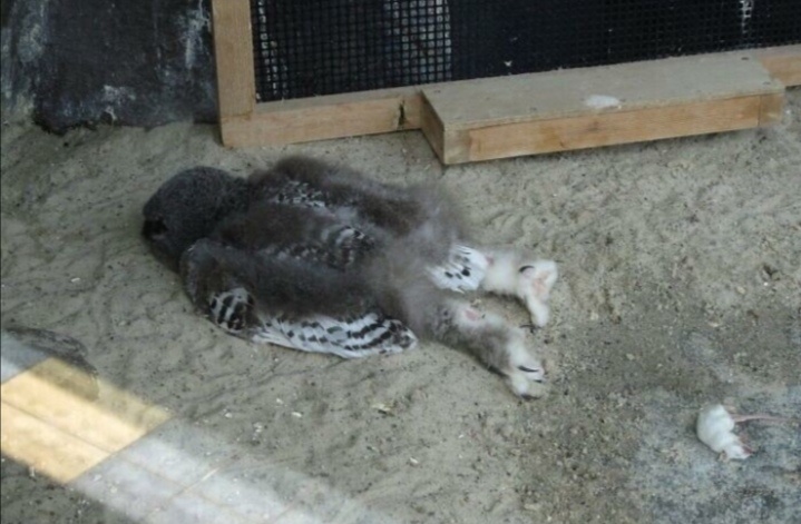 Картинка из сети. Такая я утром.