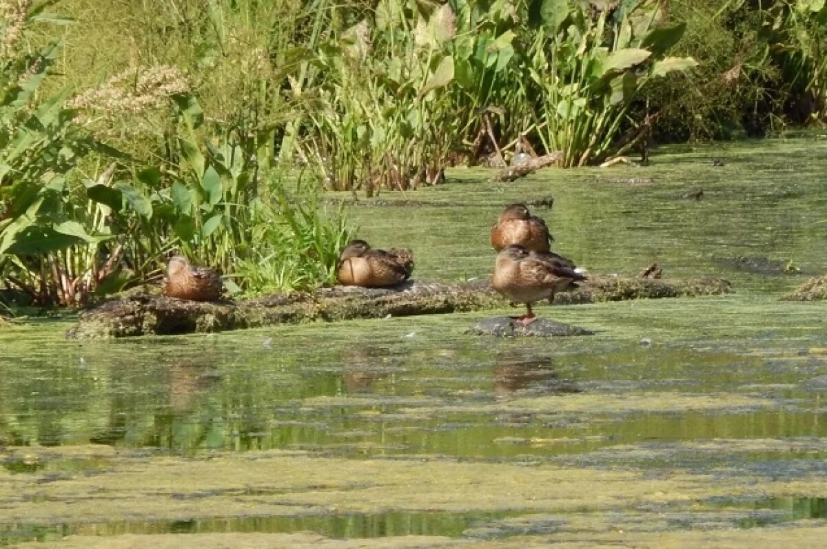    Стало известно, когда в Тверской области стартует сезон охоты