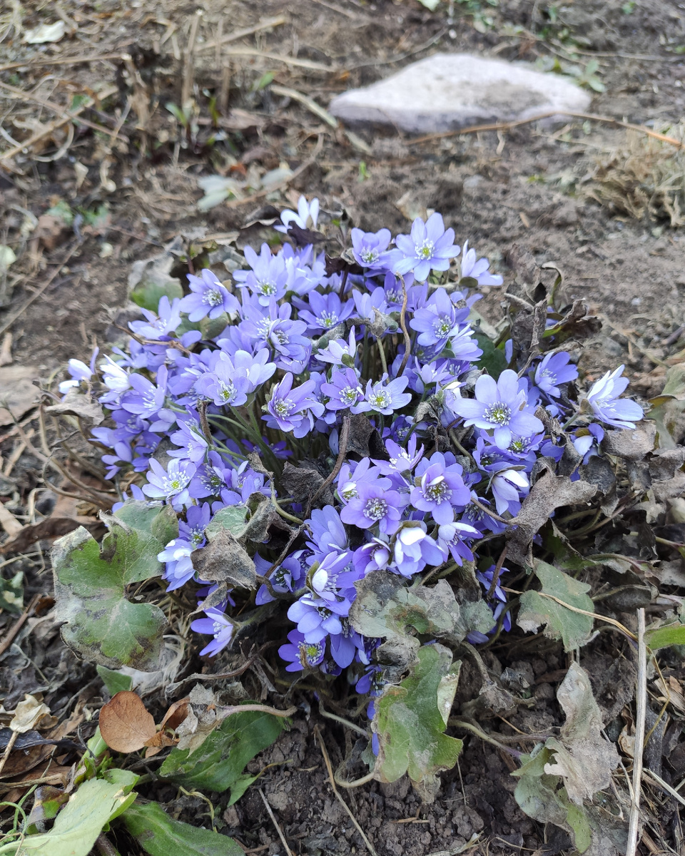 Печеночница