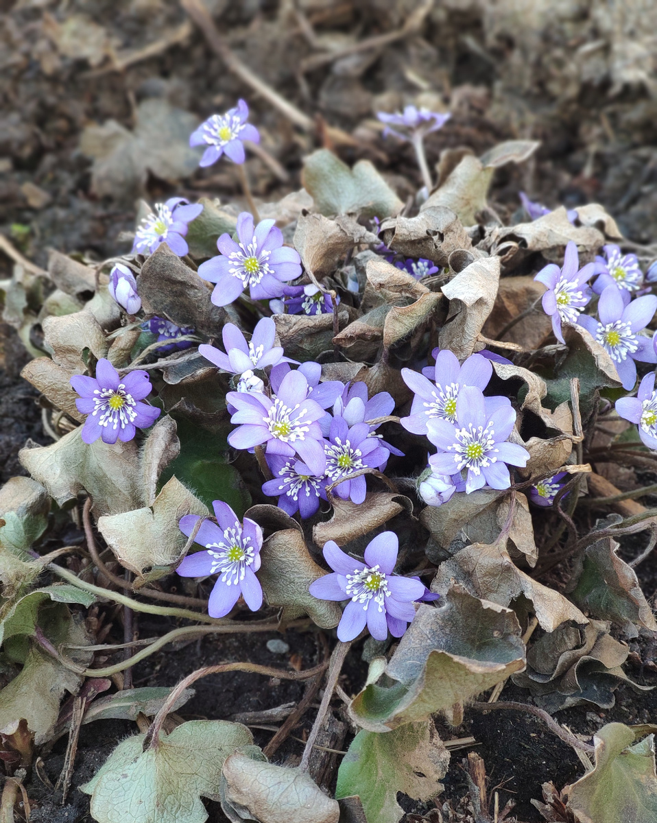 Печеночница