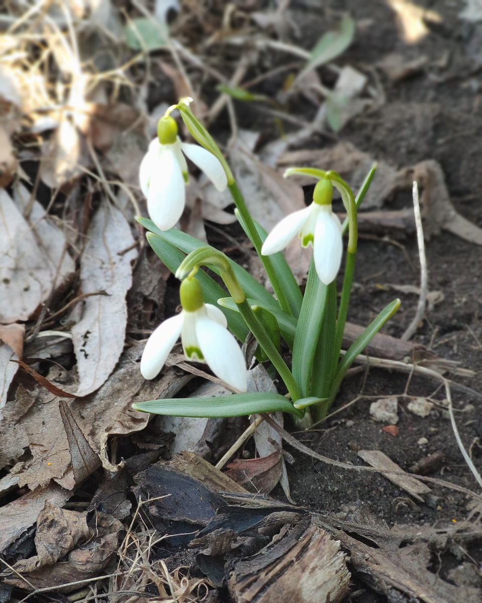 Подснежник