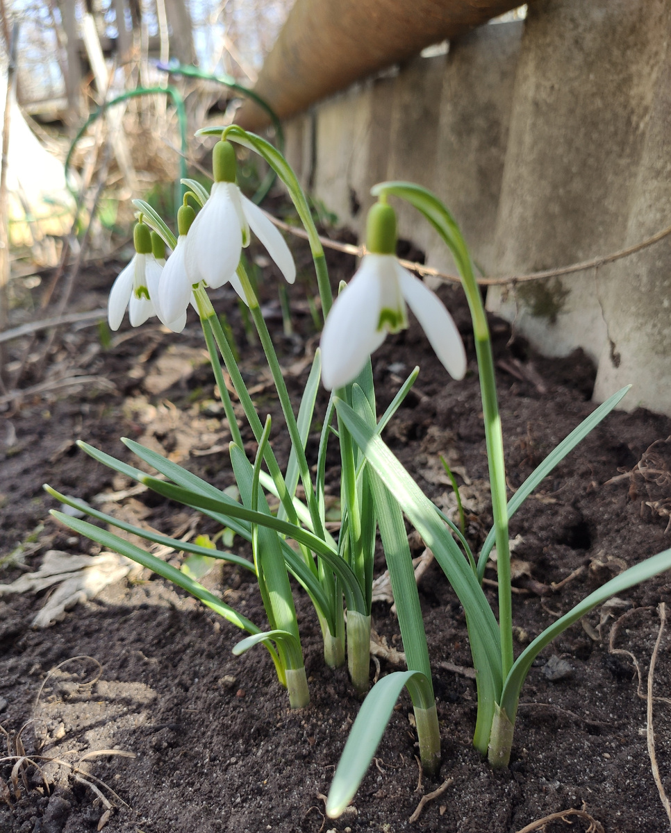 Подснежники