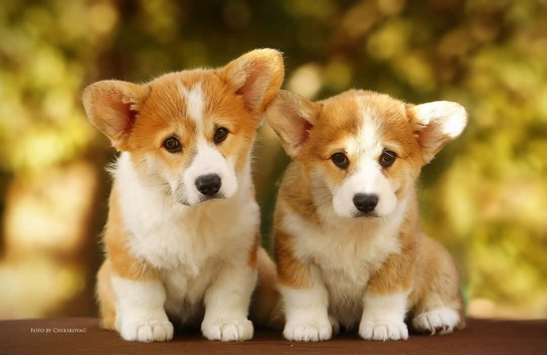 Щенки питомника Saets Coetir