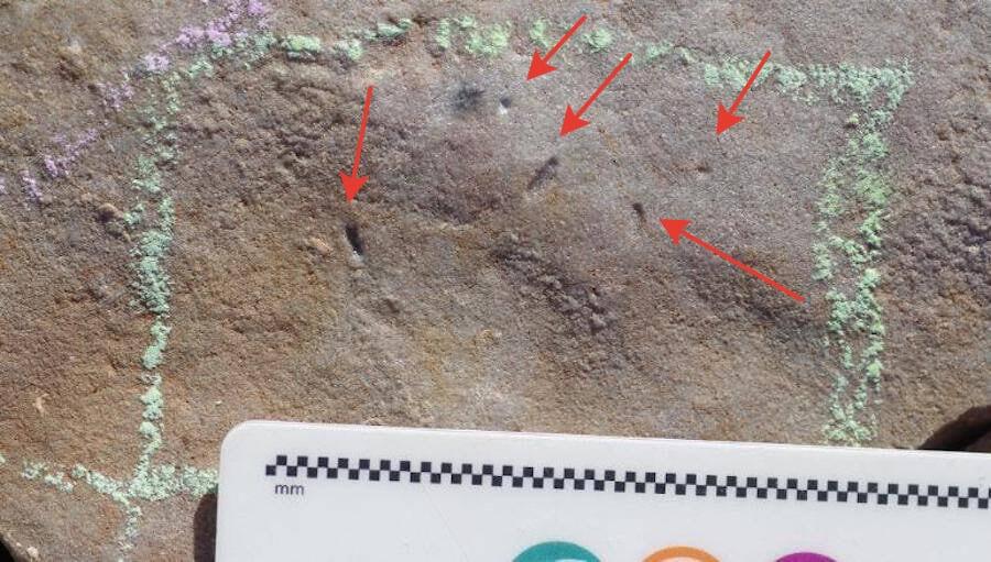 Норки, в которых жили Ikaria wariootia