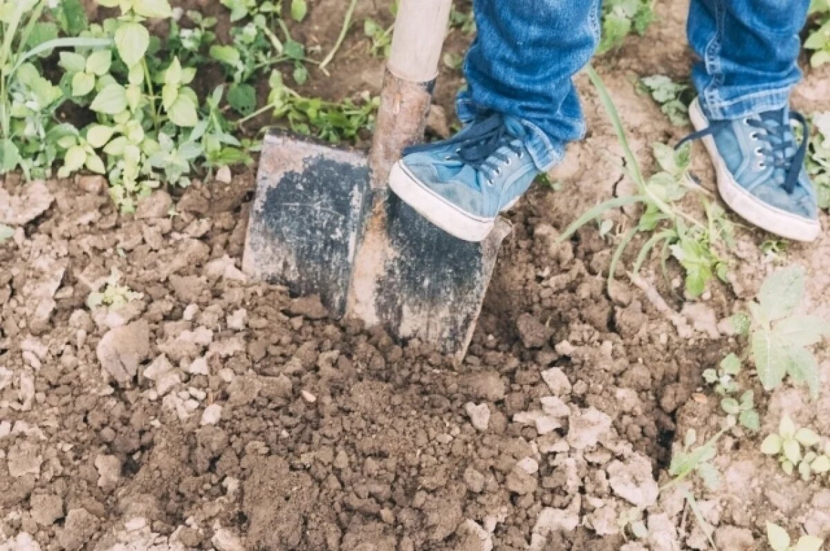    В Чебоксарах археологи нашли полушку 1736 года, гвозди и фрагменты керамики