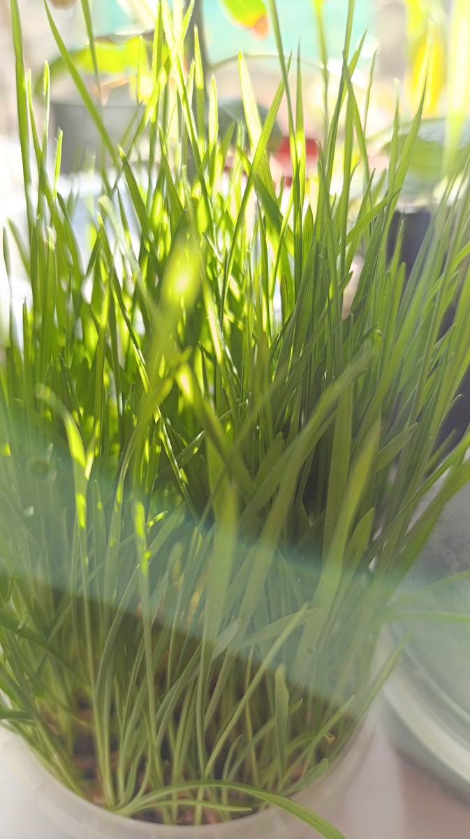 Можно выращивать как в невысоких контейнерах, так и в красивой тарелочке, чтобы потом уложить вокруг крашеные яйца