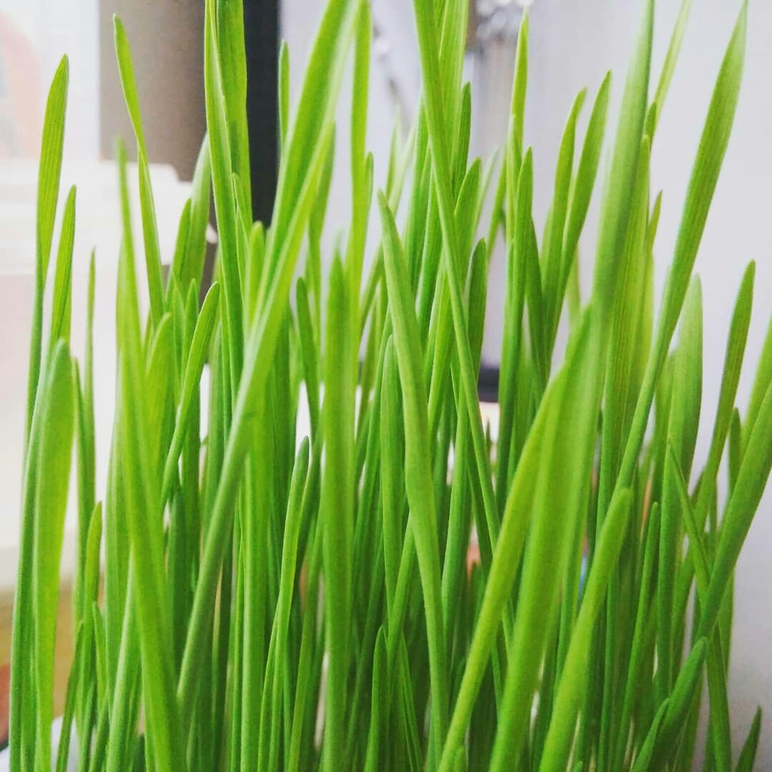 Ну разве не чудо зелёное?