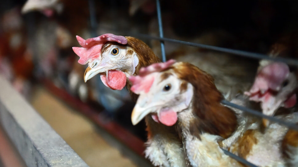 Фото: Влад Некрасов / Коммерсантъ