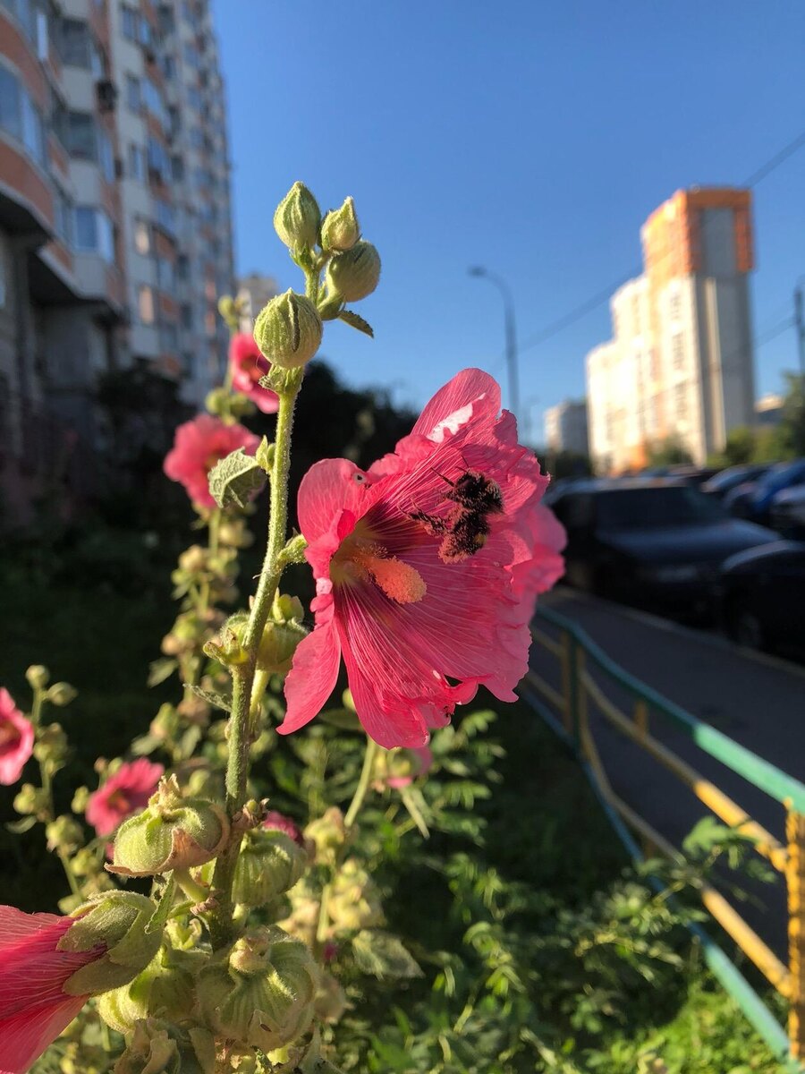 На фото - пчелы в условиях города. Автор - Решетина Елена