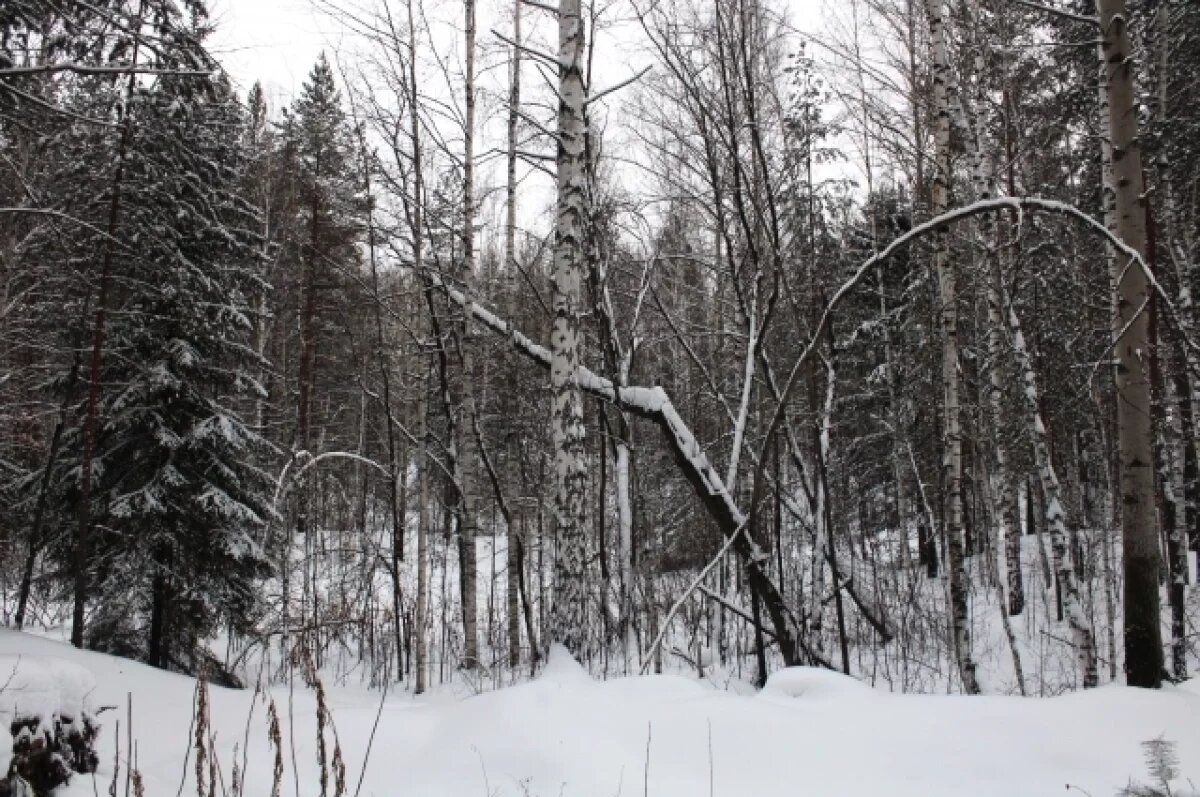    Подросток из Перми вышел на автобусной остановке и заблудился в лесу