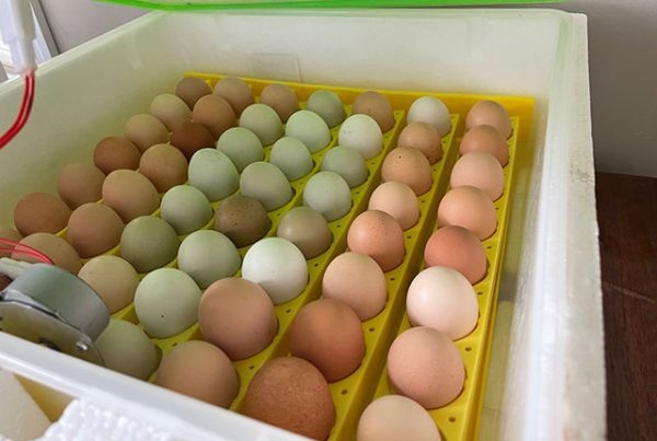 Инкубация в первый раз – что важно знать и понимать 🥚🐣🐥🐤