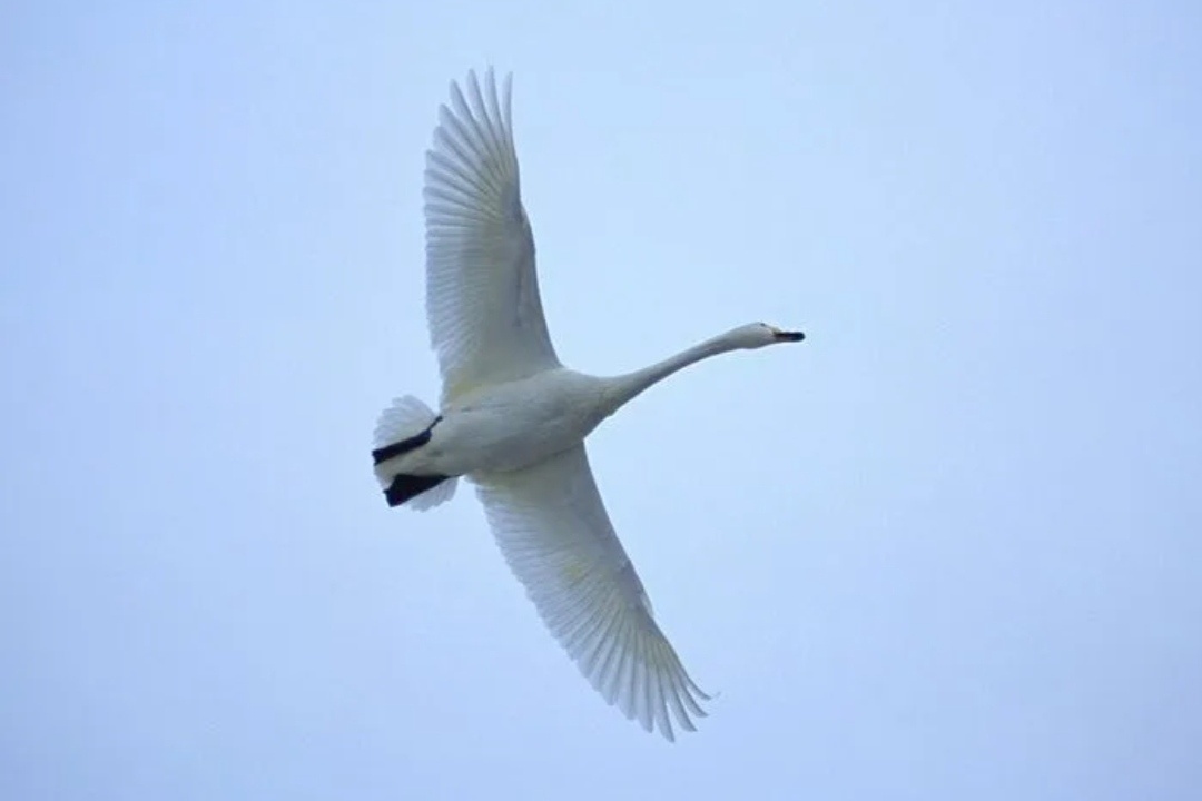 Картинка из открытых источников интернета.