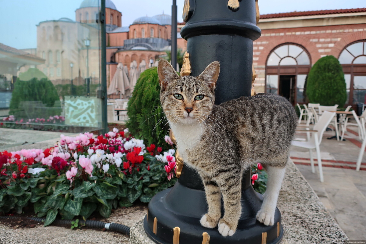 Каринки Яндекс.