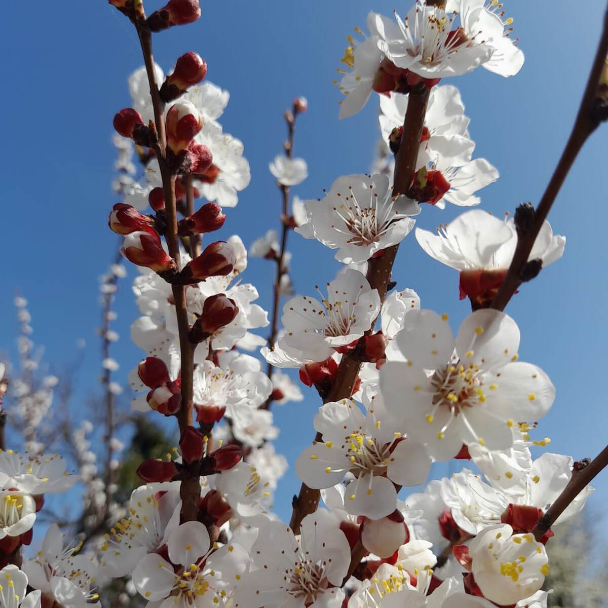 В Краснодарском крае уже все цветёт. Фото от брата. 