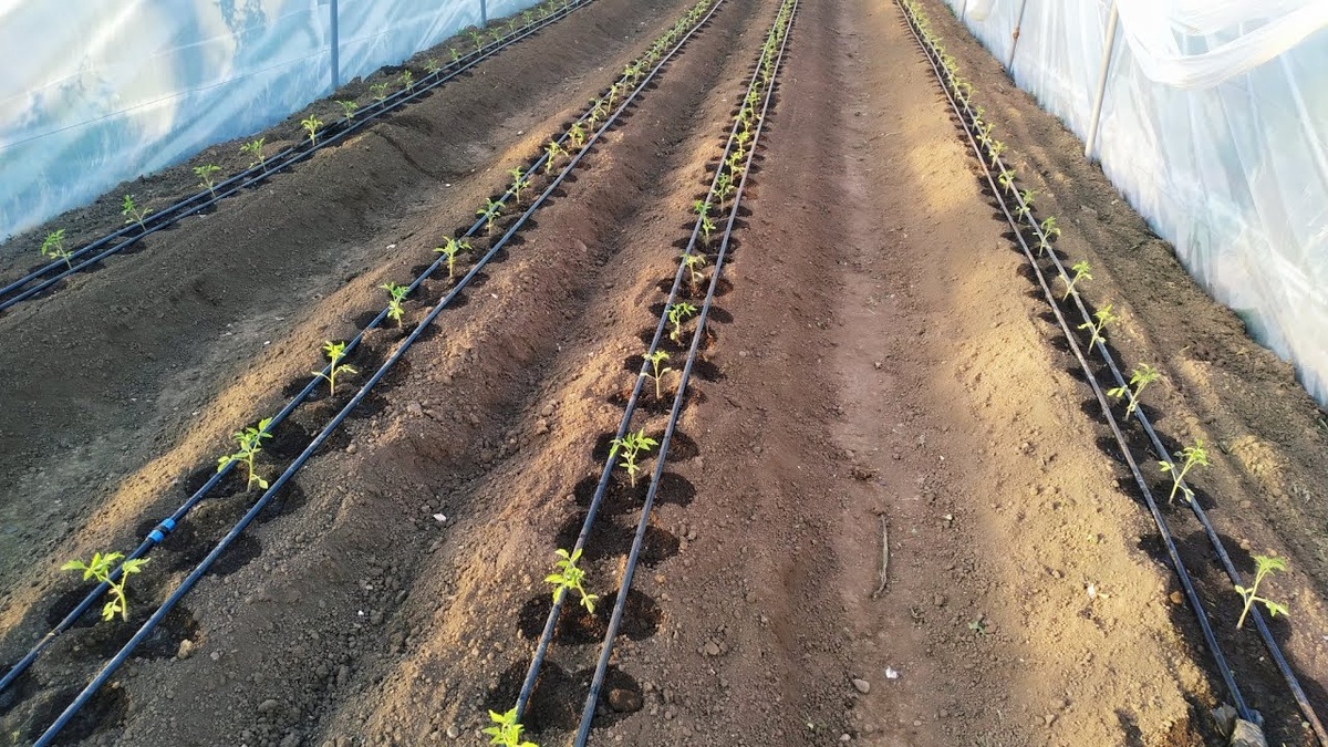 как работает капельный полив