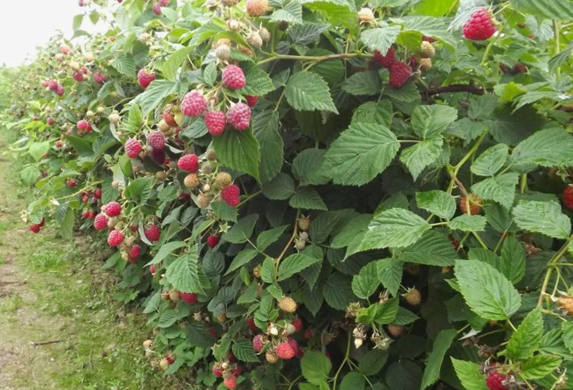 Кусты малины