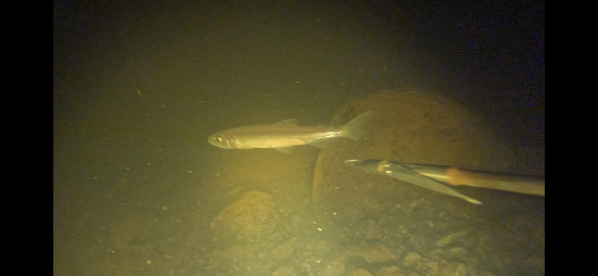 Вот она красавица.