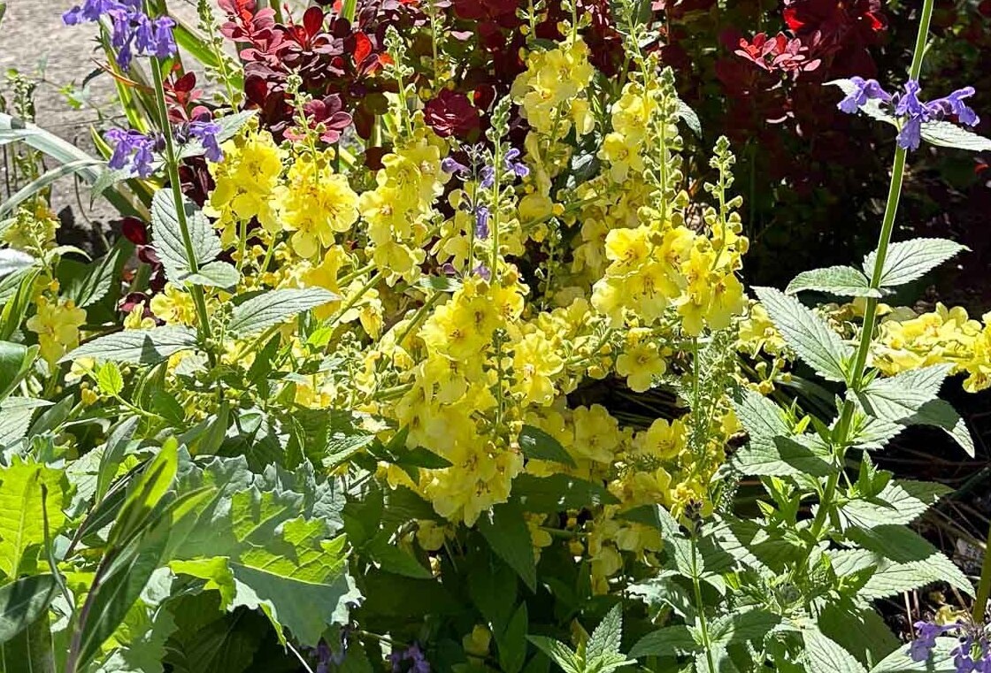 Фото: сорт вербаскума Гейнсборо