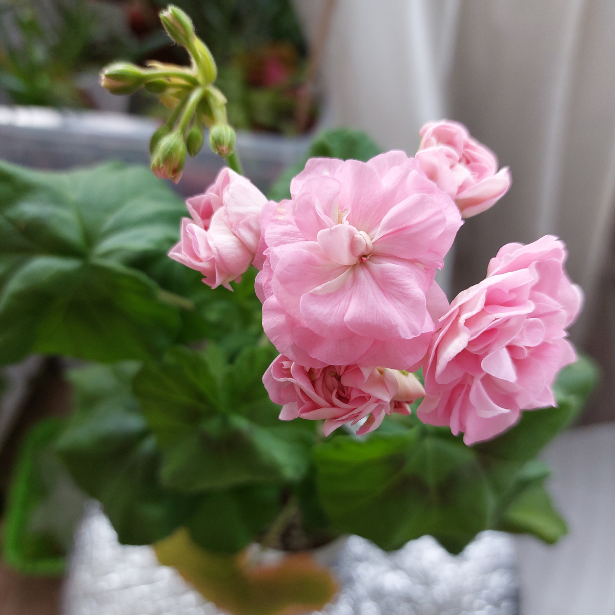 Зональная пеларгония сорта Miss Rose