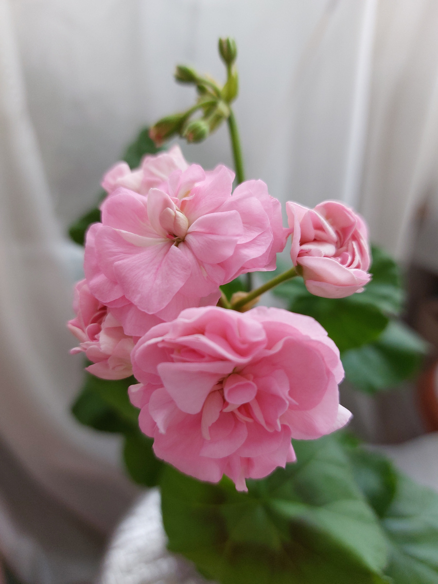 Зональная пеларгония сорта Miss Rose