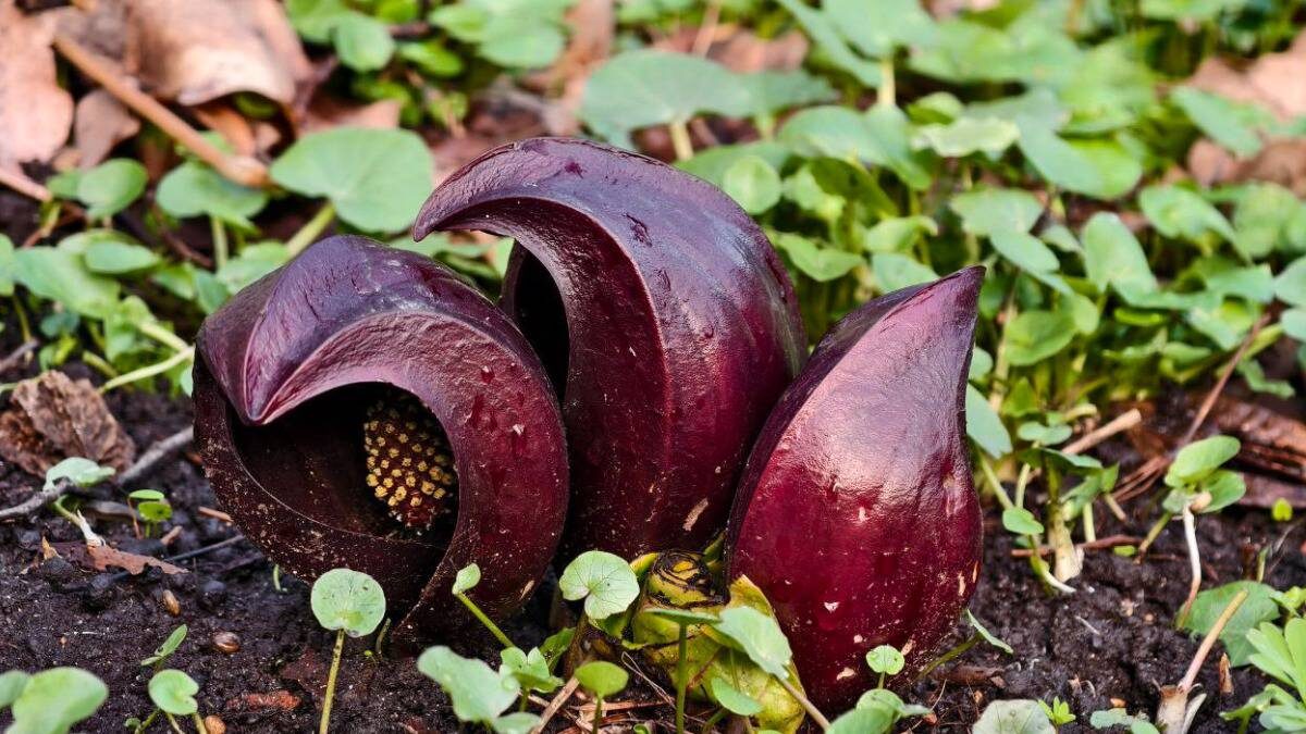    Фото: Аптекарский огород МГУ / Telegram