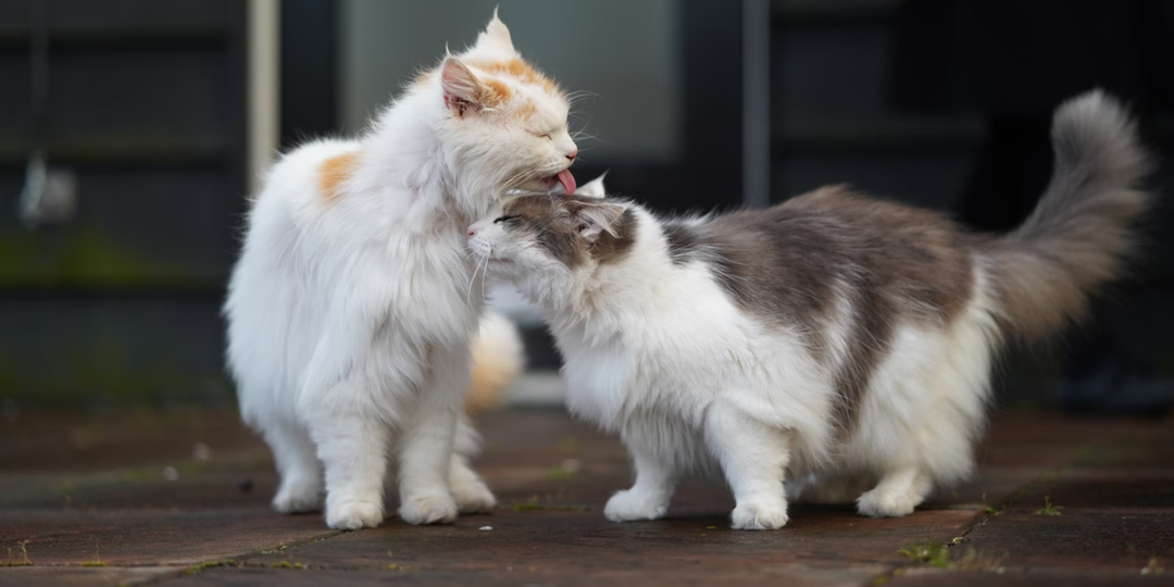 Суровый кот проявил заботу о дикой кошке