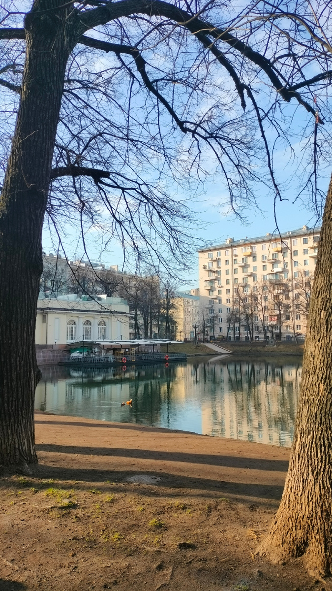 Пара огарей на водной глади. Начало апреля. 2025г. Фото автора.