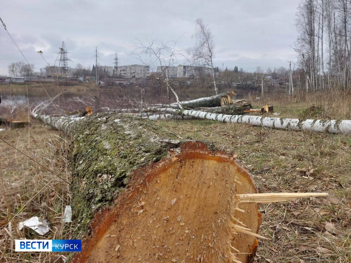    В деревне Татаринкова Курской области 6 лет местные жители пытаются остановить вырубку берёзовой рощи