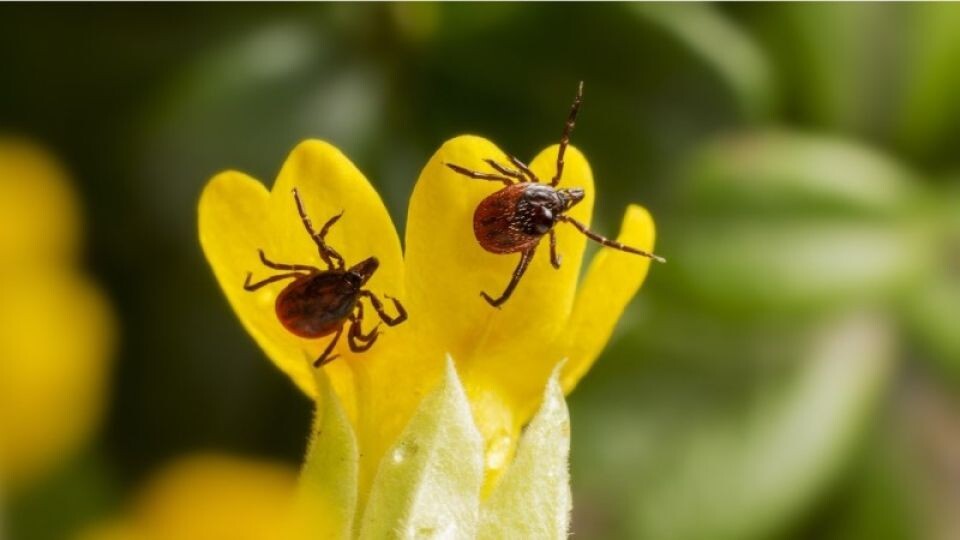    В 2020 году ожидается высокая активность клещей. Источник: pixabay.com