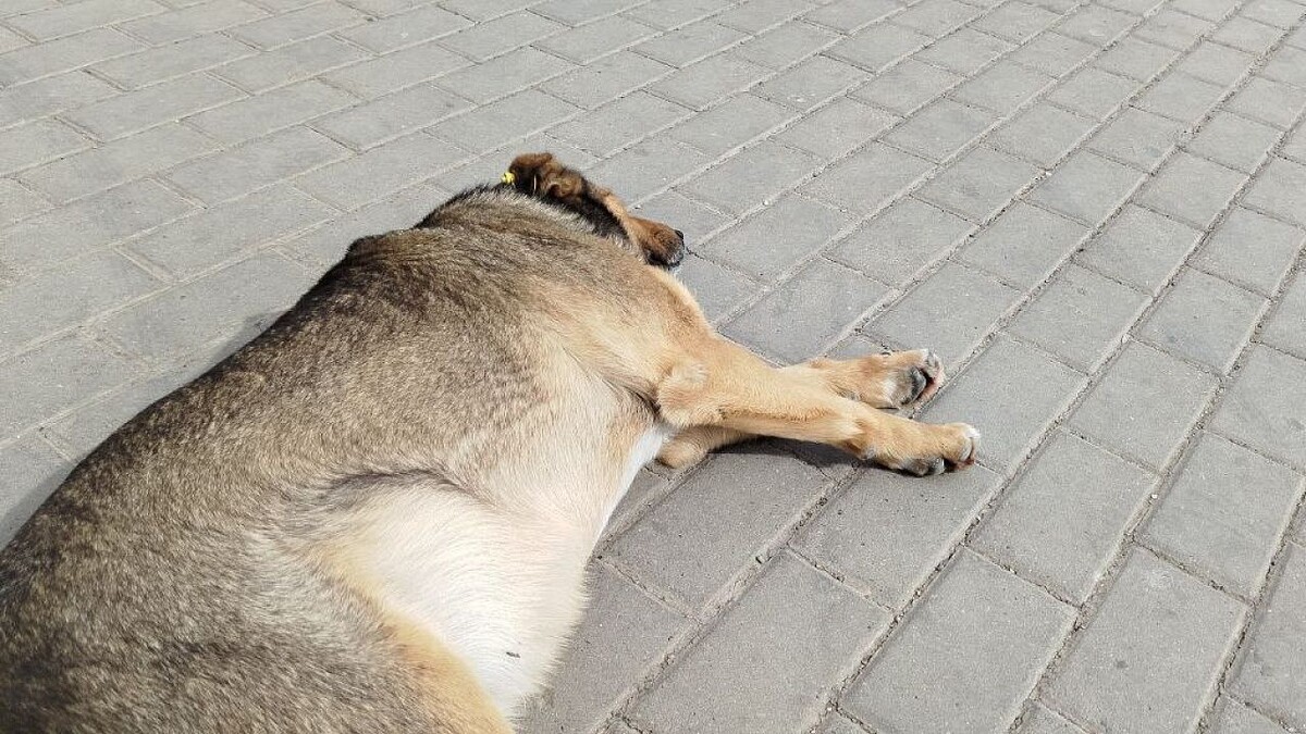    Фото: телеканал «Краснодар»