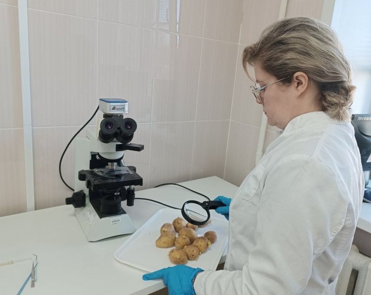    Крупную партию семенного костромского картофеля закупил Узбекистан