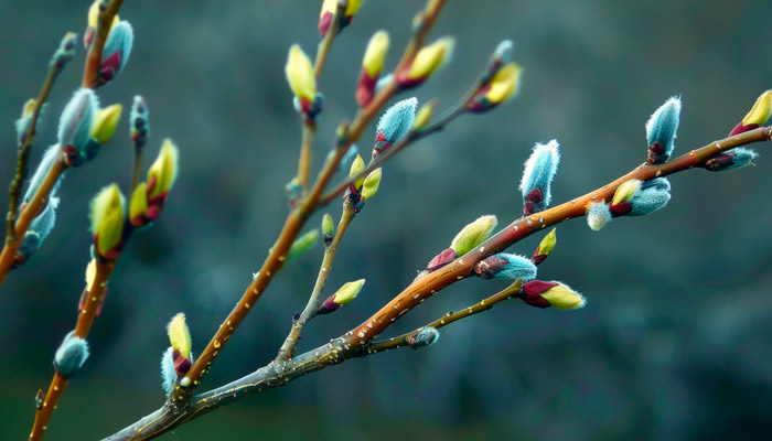 Вербное воскресенье в этом году отмечается 13 апреля. Фото: 1MI