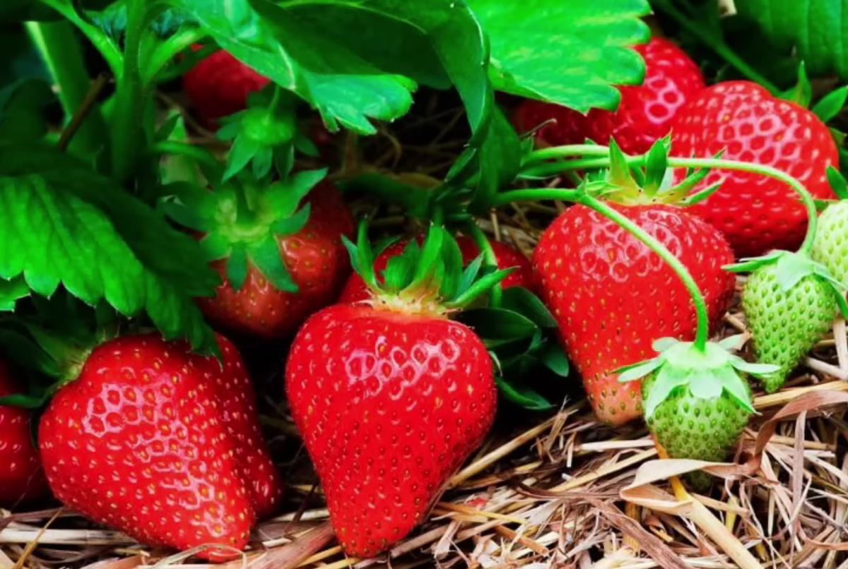 Домашние удобрения для клубники