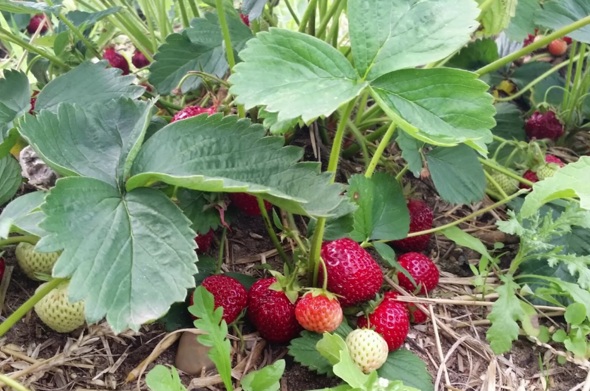 Домашние удобрения для клубники