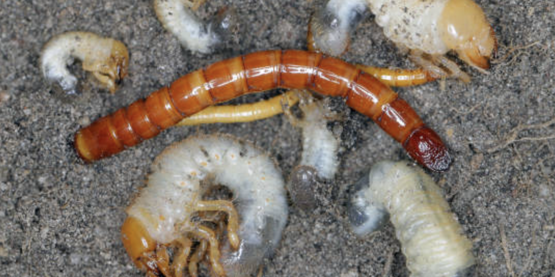 Как избавиться от проволочника и хрущей: простые, но действенные способы.