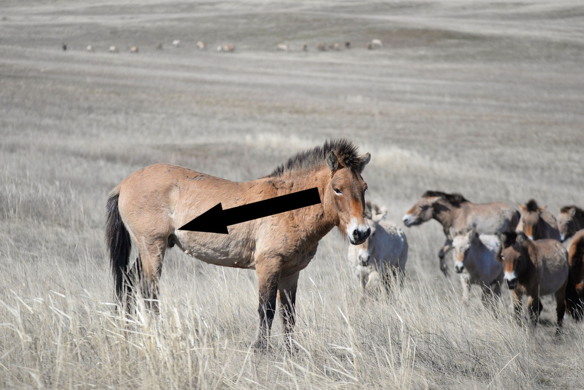   Лошади Пржевальского: Как Мы Спасли Их от Вымирания