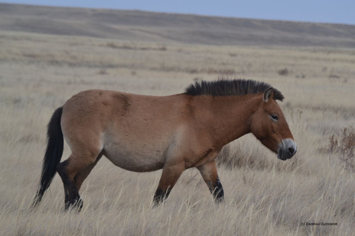    Лошади Пржевальского: Как Мы Спасли Их от Вымирания